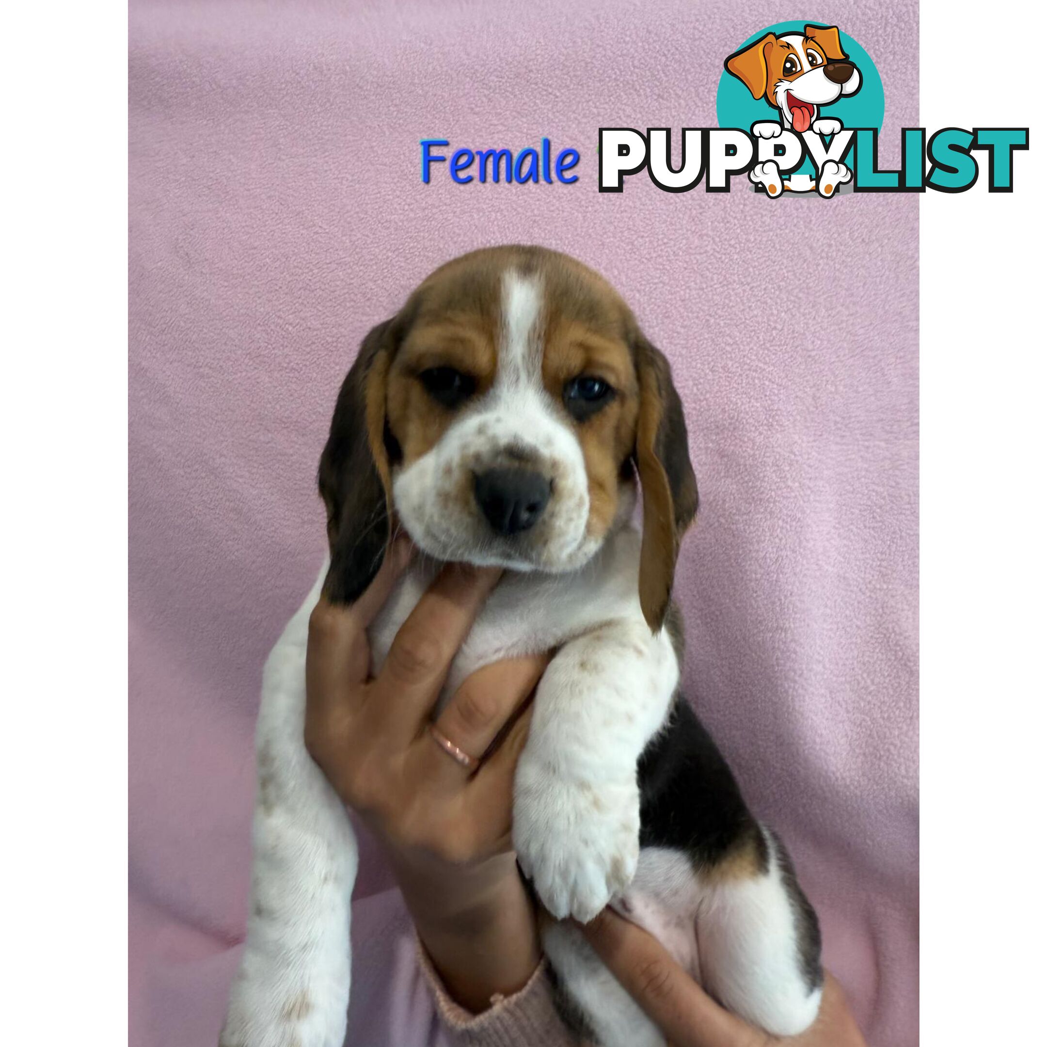 Beagle puppies