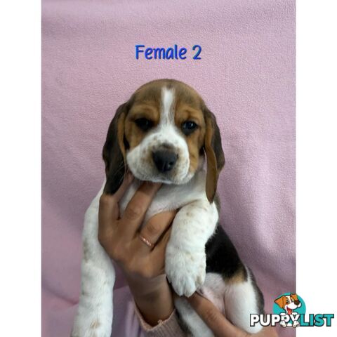 Beagle puppies