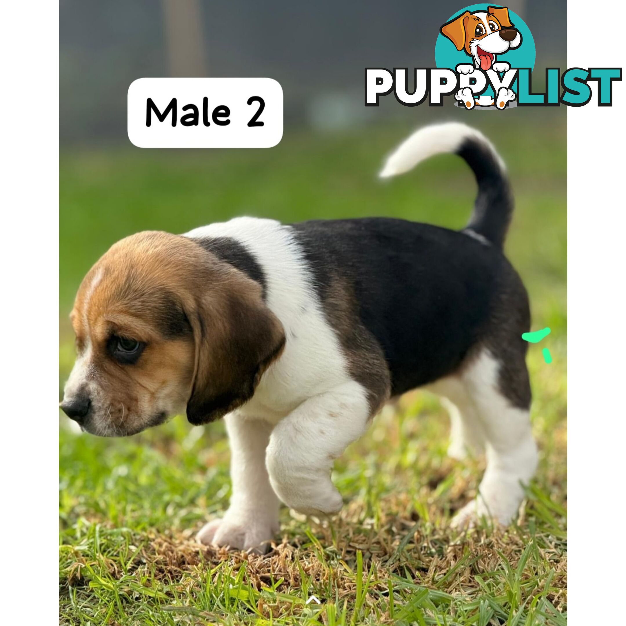 Beagle puppies
