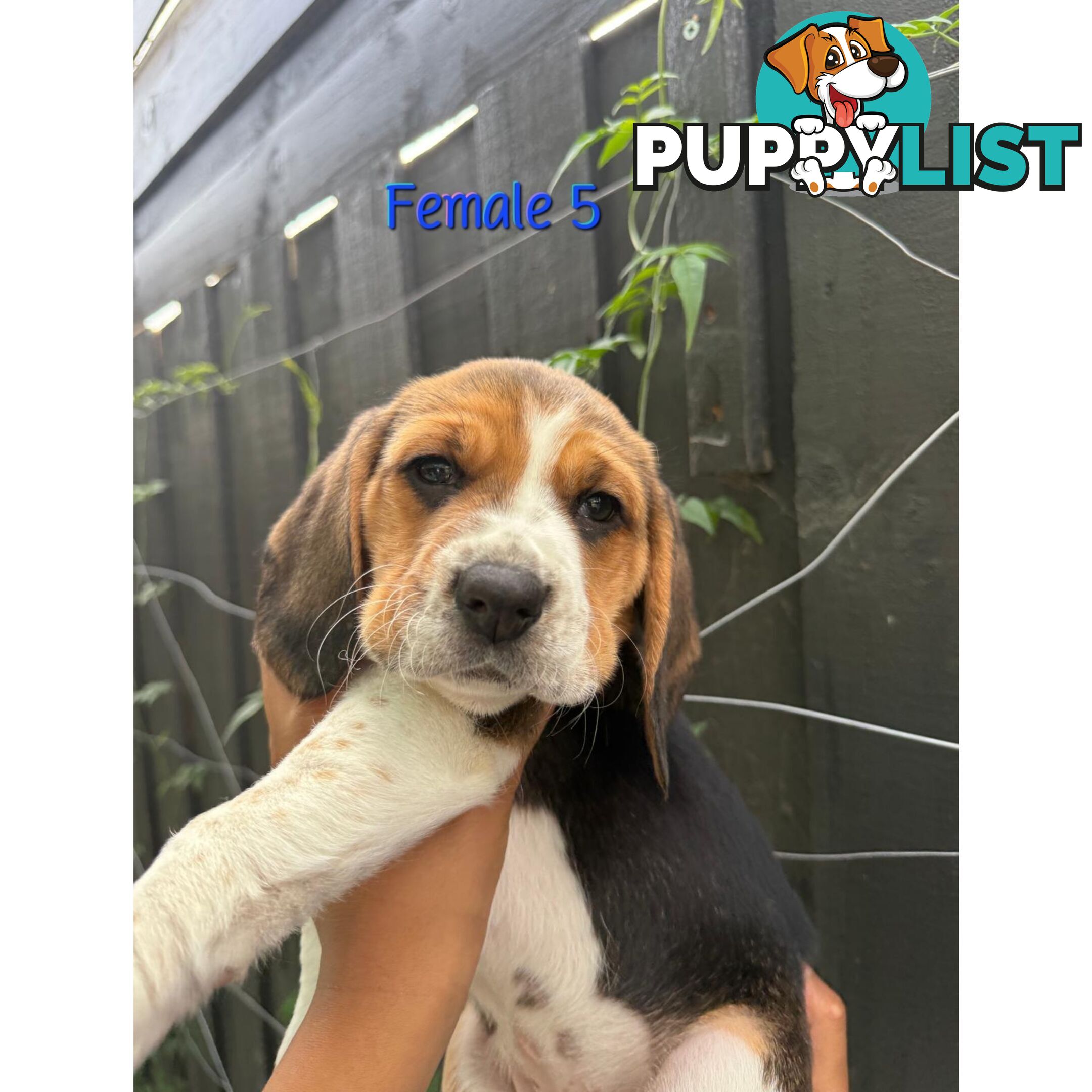 Beagle puppies