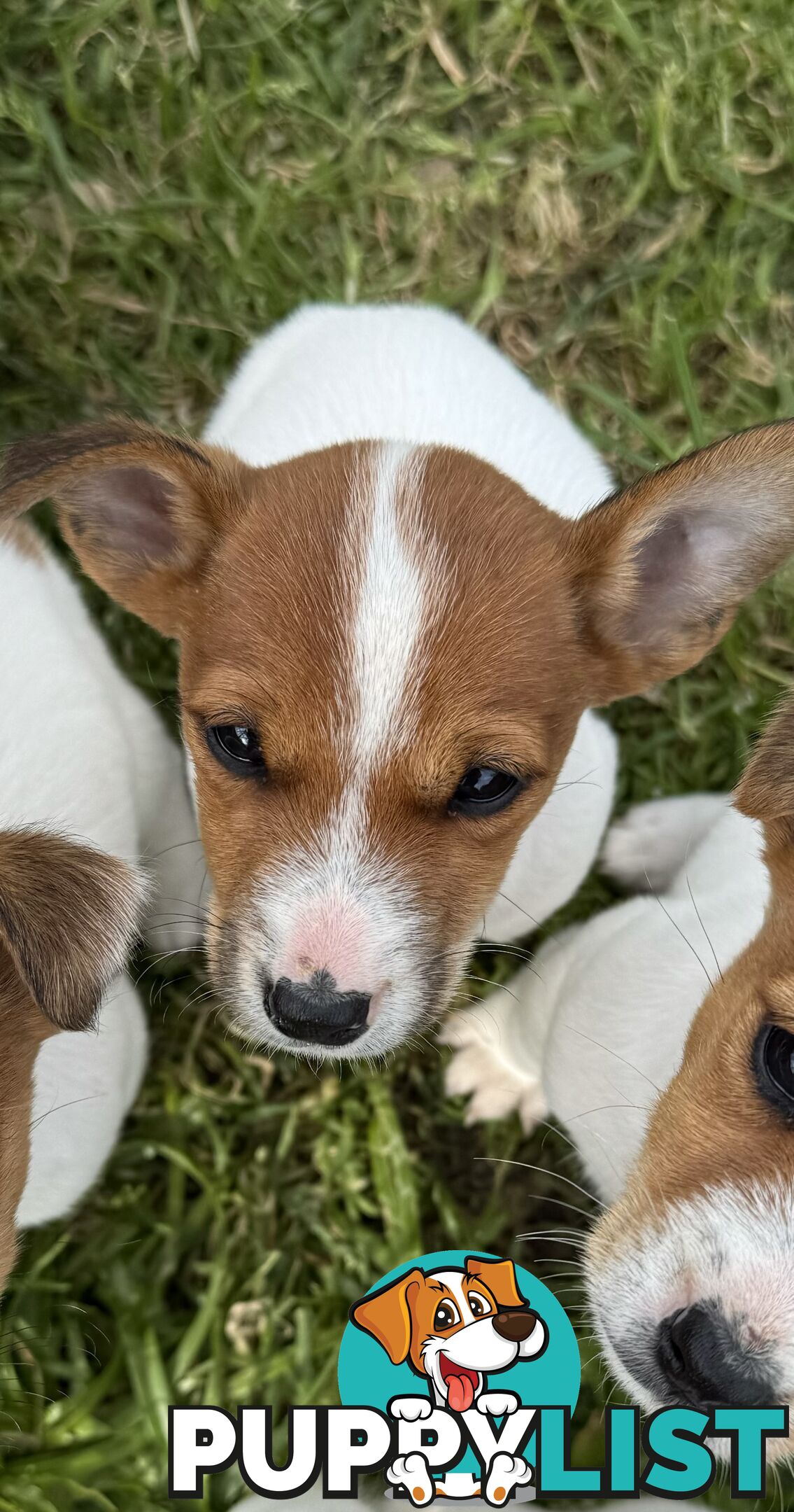 Jack Russell male