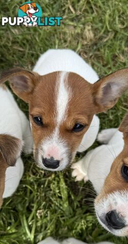 Jack Russell male