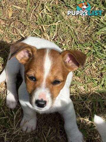 Jack Russell male