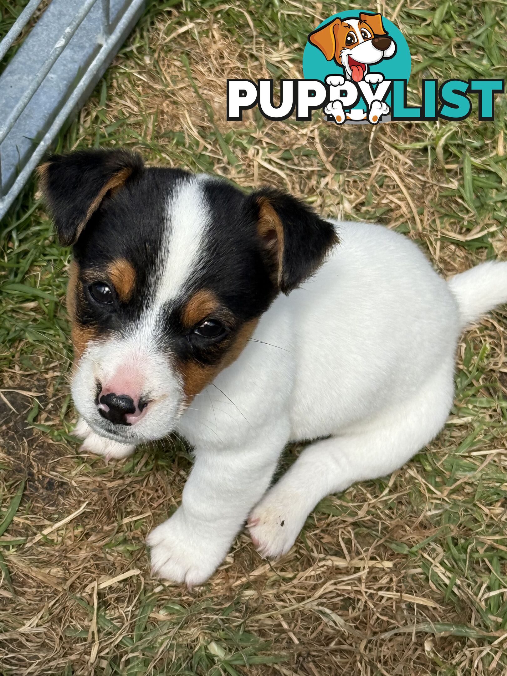 Jack Russell Puppies