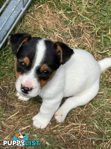 Jack Russell Puppies