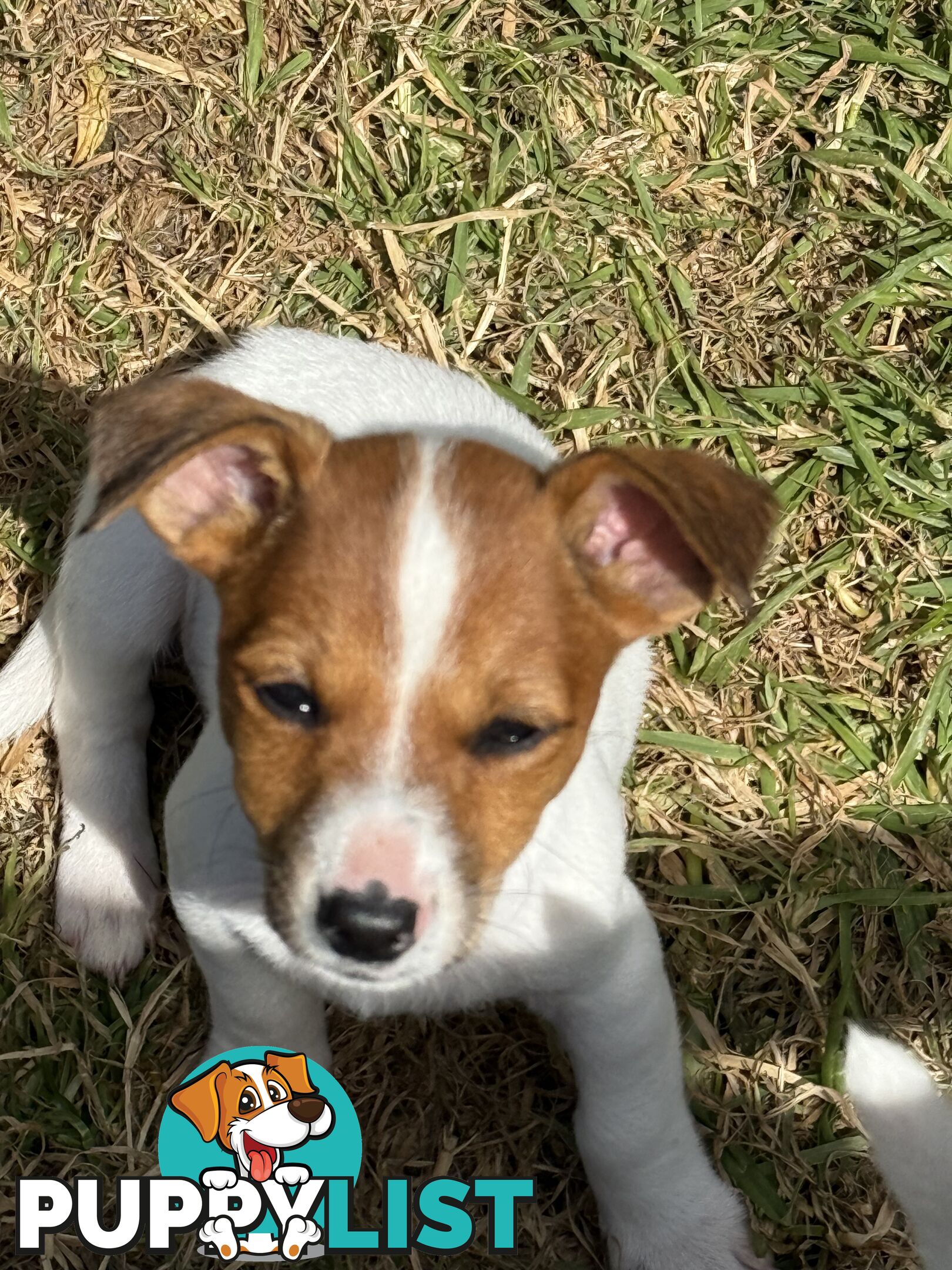 Jack Russell Puppies