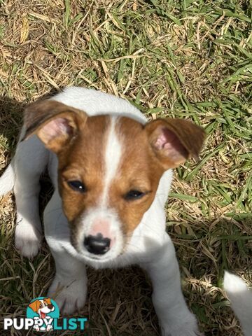 Jack Russell Puppies