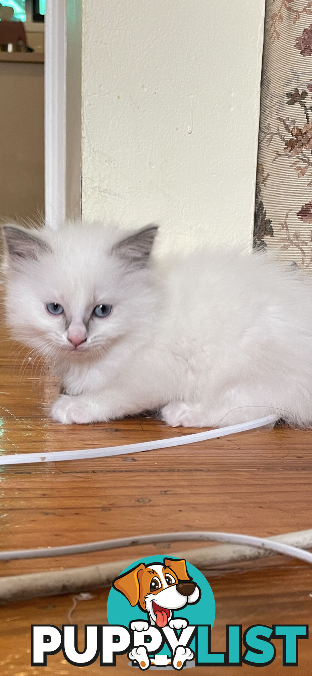 Purebred Ragdoll kittens