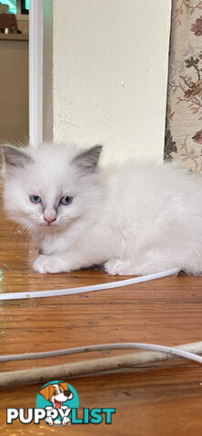 Purebred Ragdoll kittens