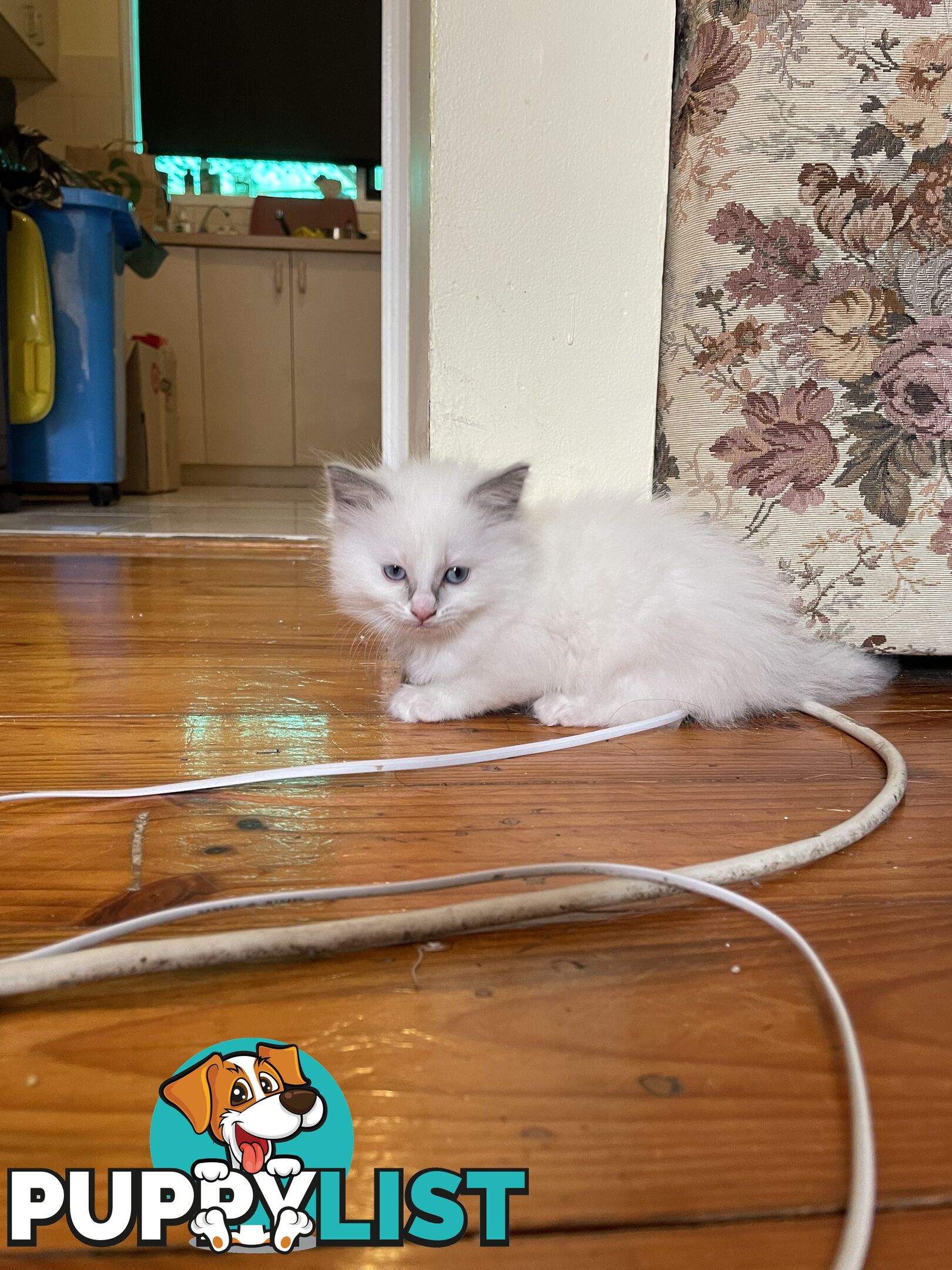 Purebred Ragdoll kittens