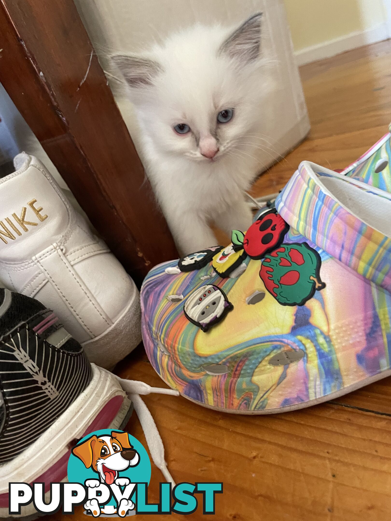 Purebred Ragdoll kittens