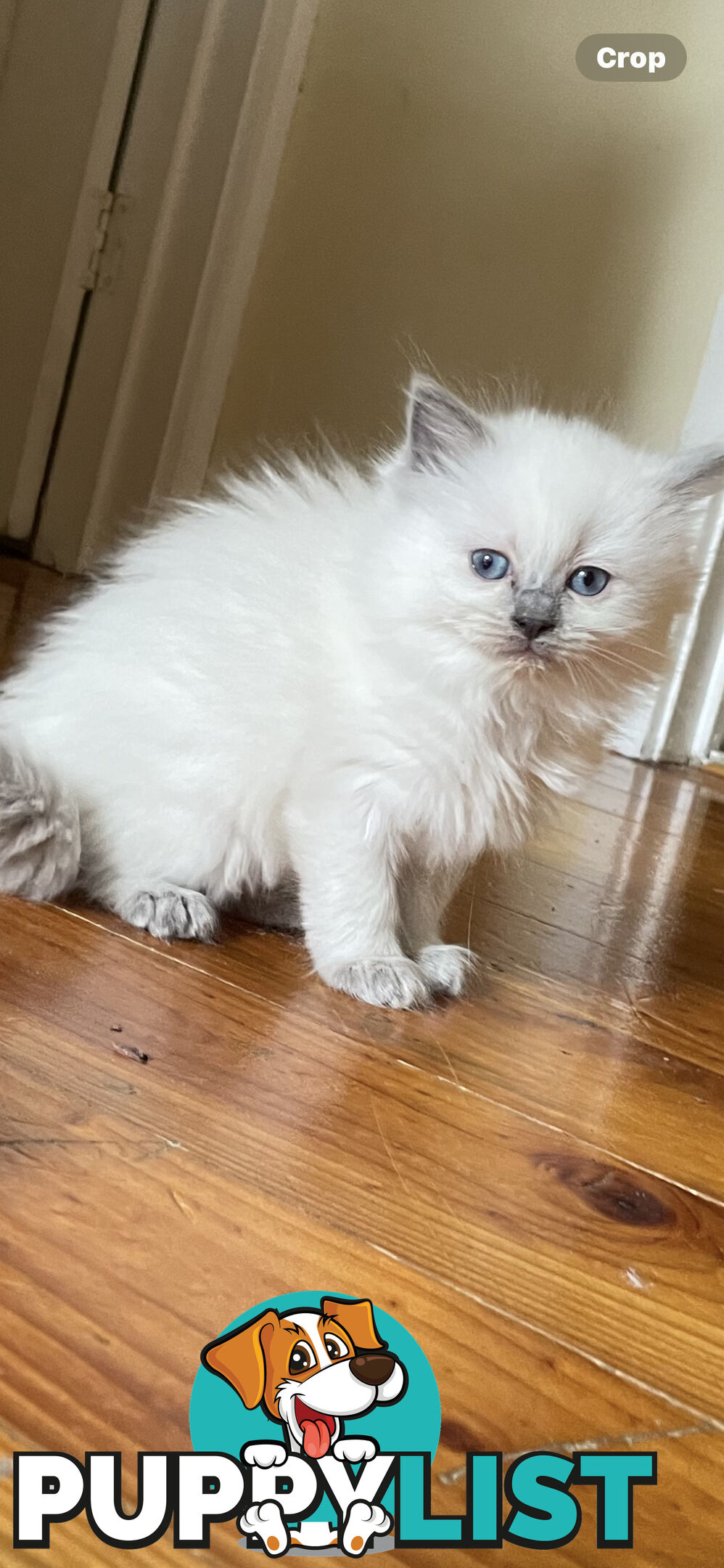 Purebred Ragdoll kittens