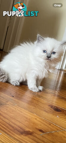 Purebred Ragdoll kittens