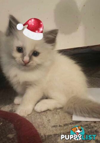 Purebred Ragdoll kittens