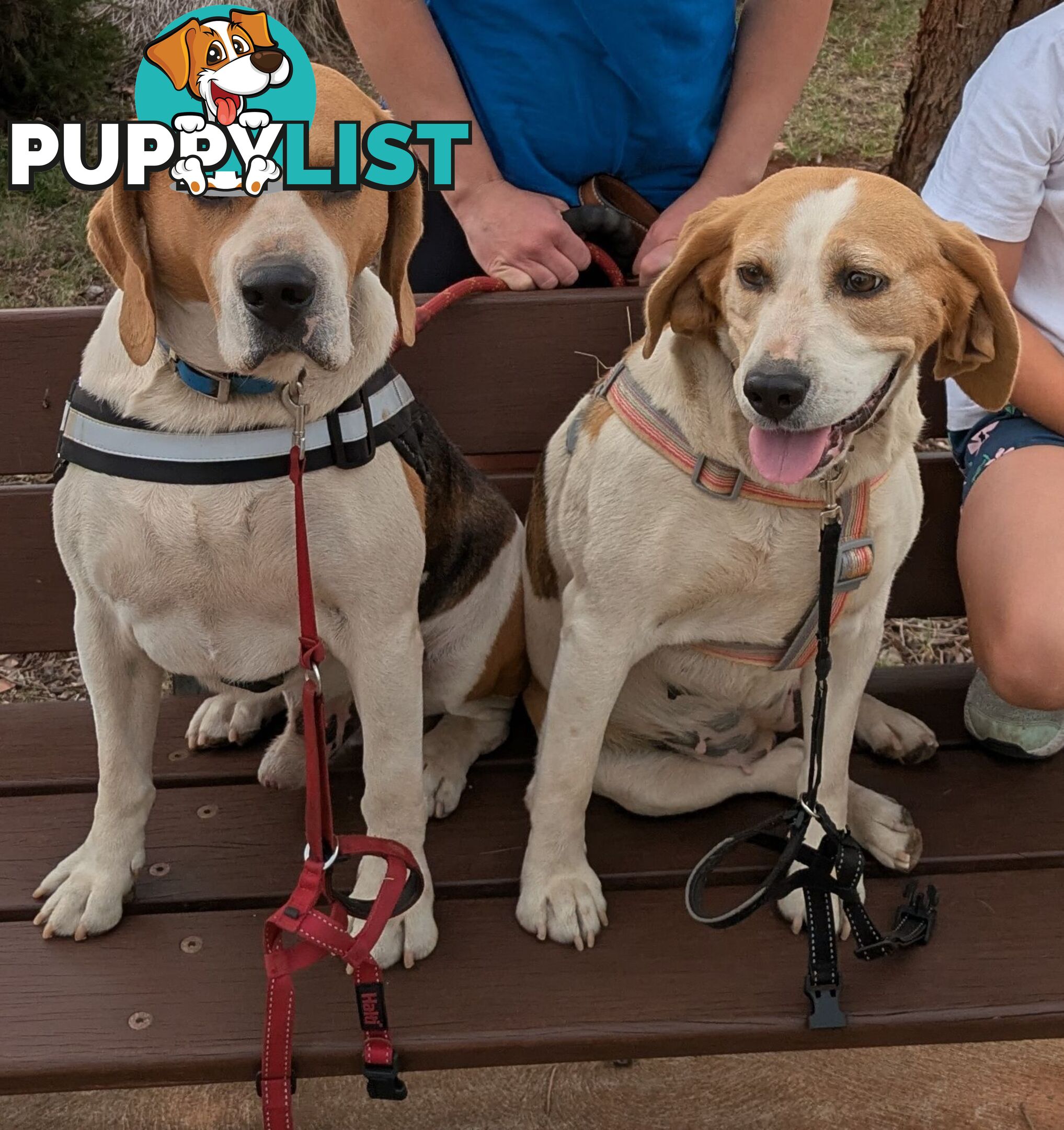 Beagle X Harrier Hound Puppy