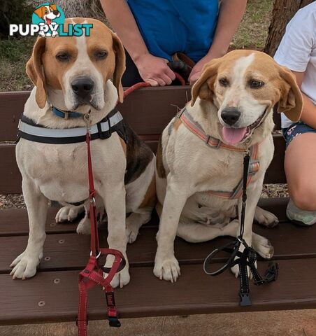 Beagle X Harrier Hound Puppy