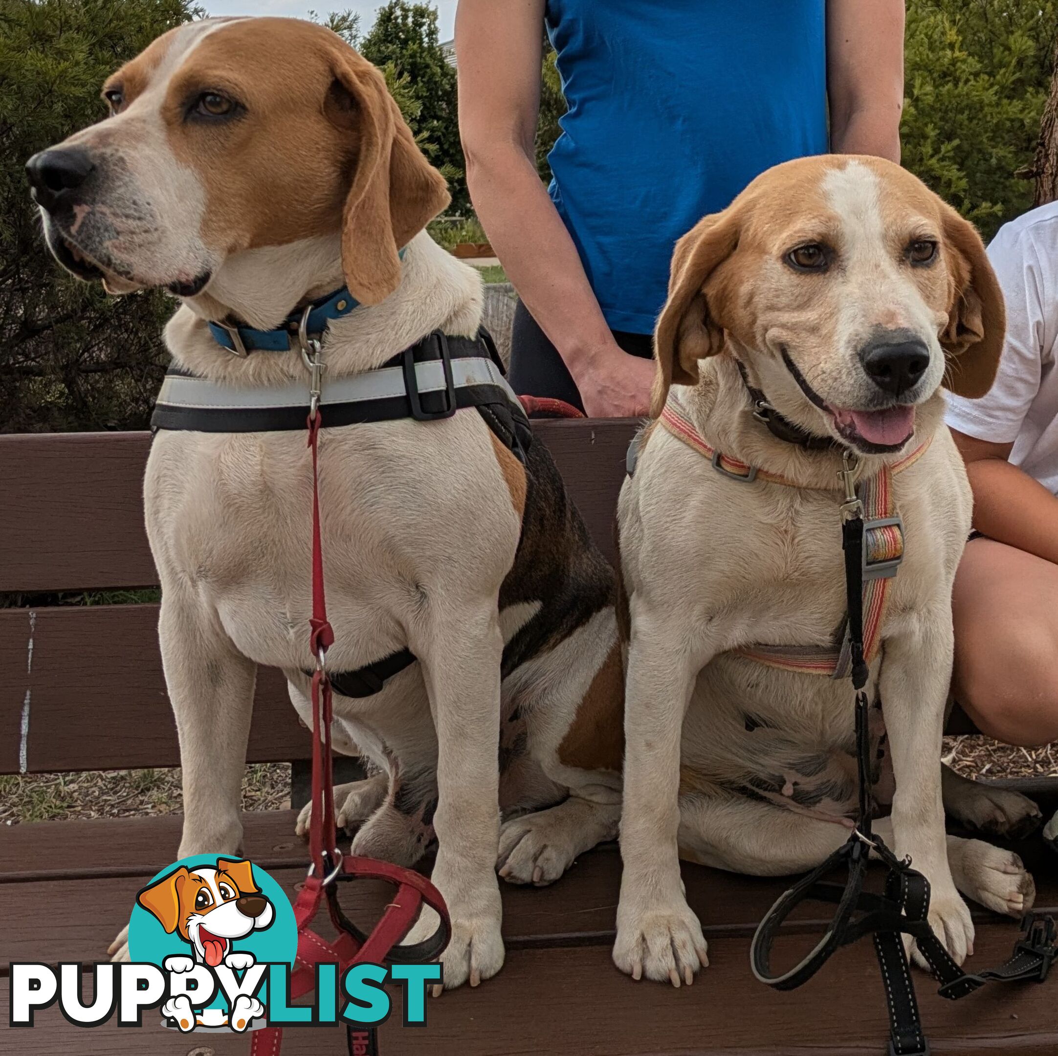 Beagle X Harrier Hound Puppy