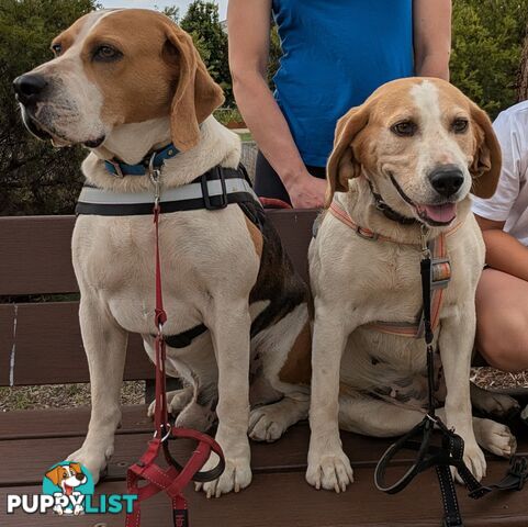 Beagle X Harrier Hound Puppy