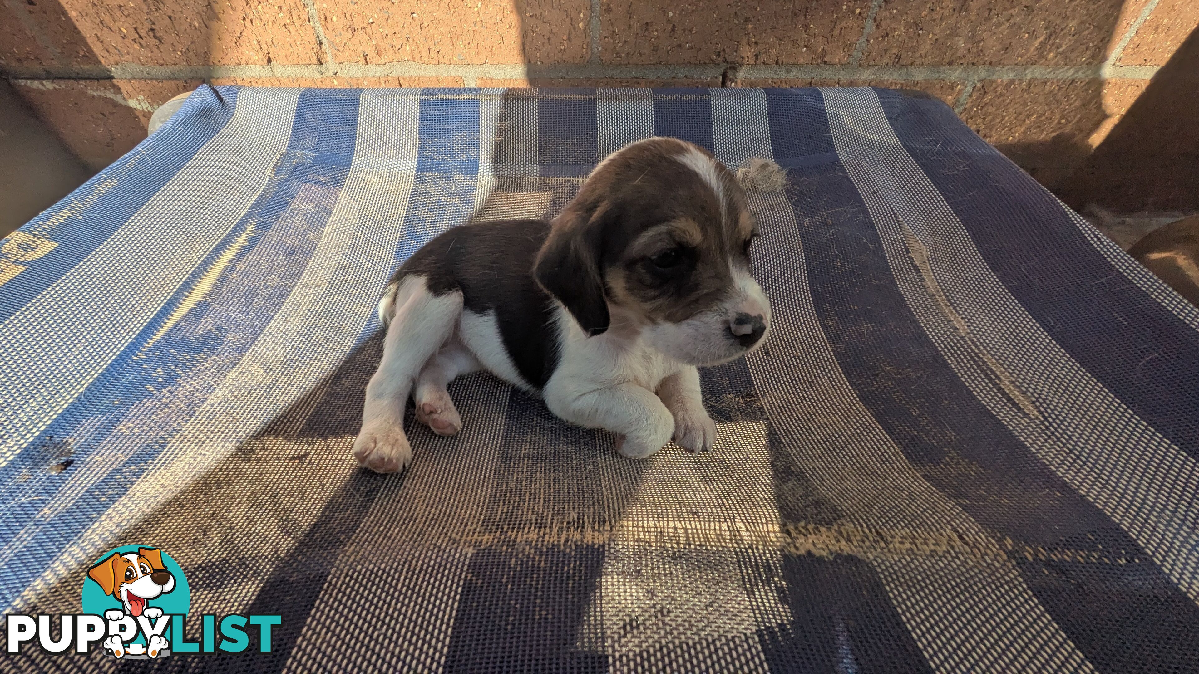 Beagle X Harrier Hound Puppy