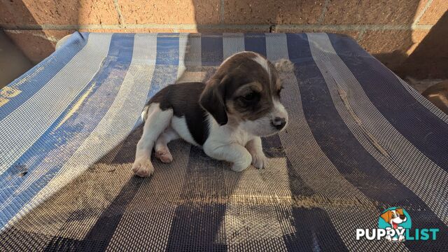 Beagle X Harrier Hound Puppy