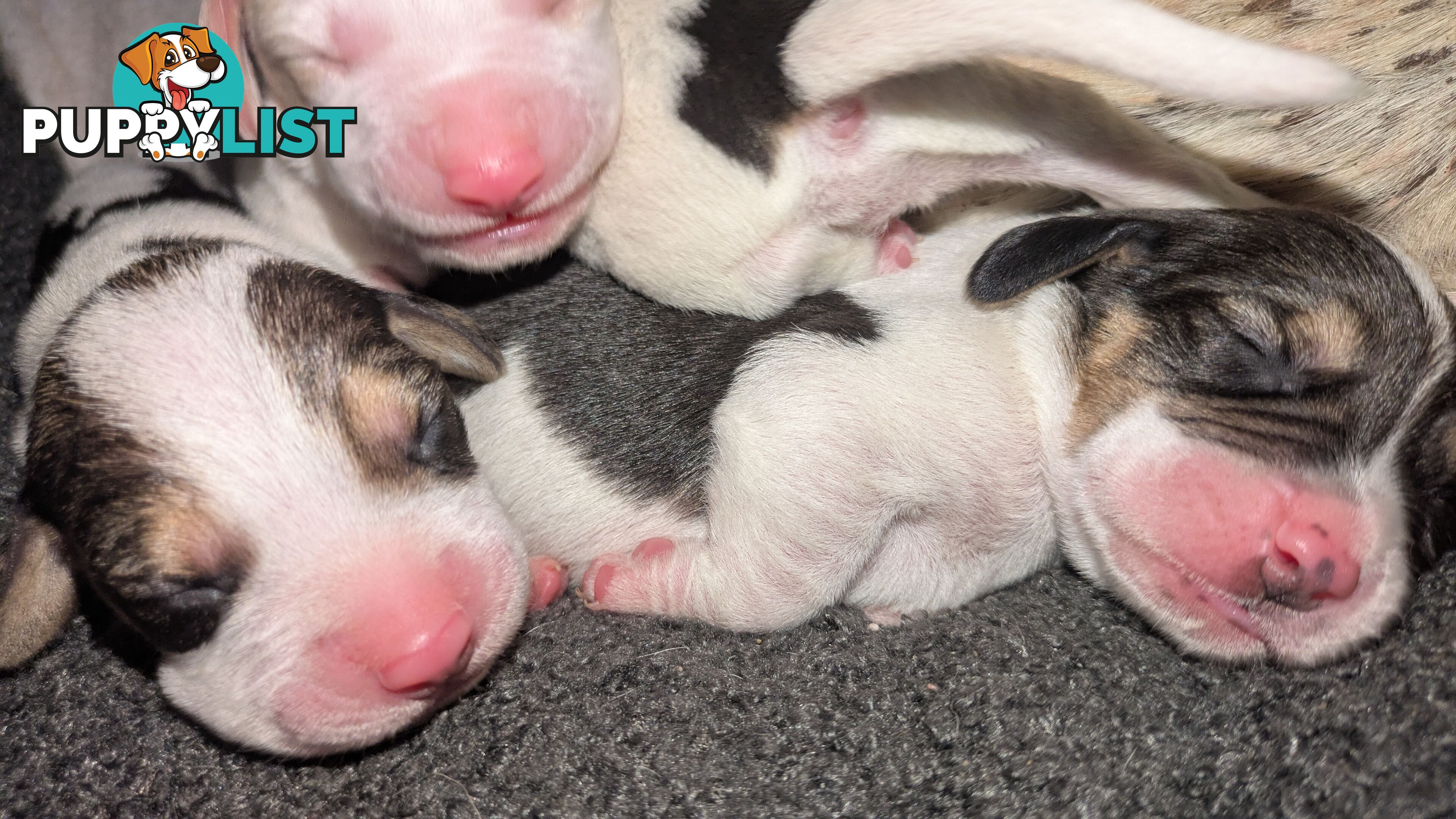 Beagle X Harrier Hound Puppy