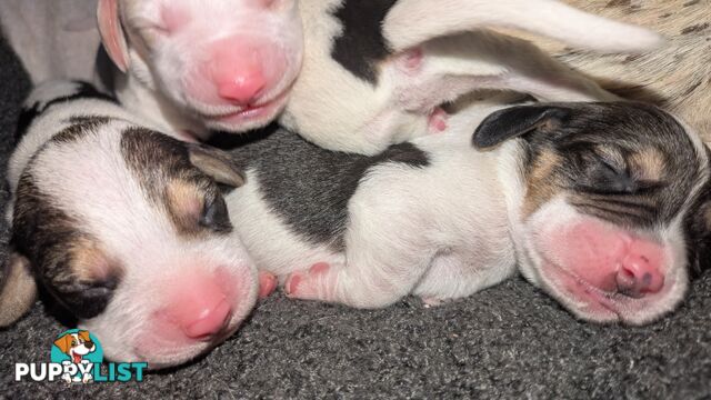 Beagle X Harrier Hound Puppy