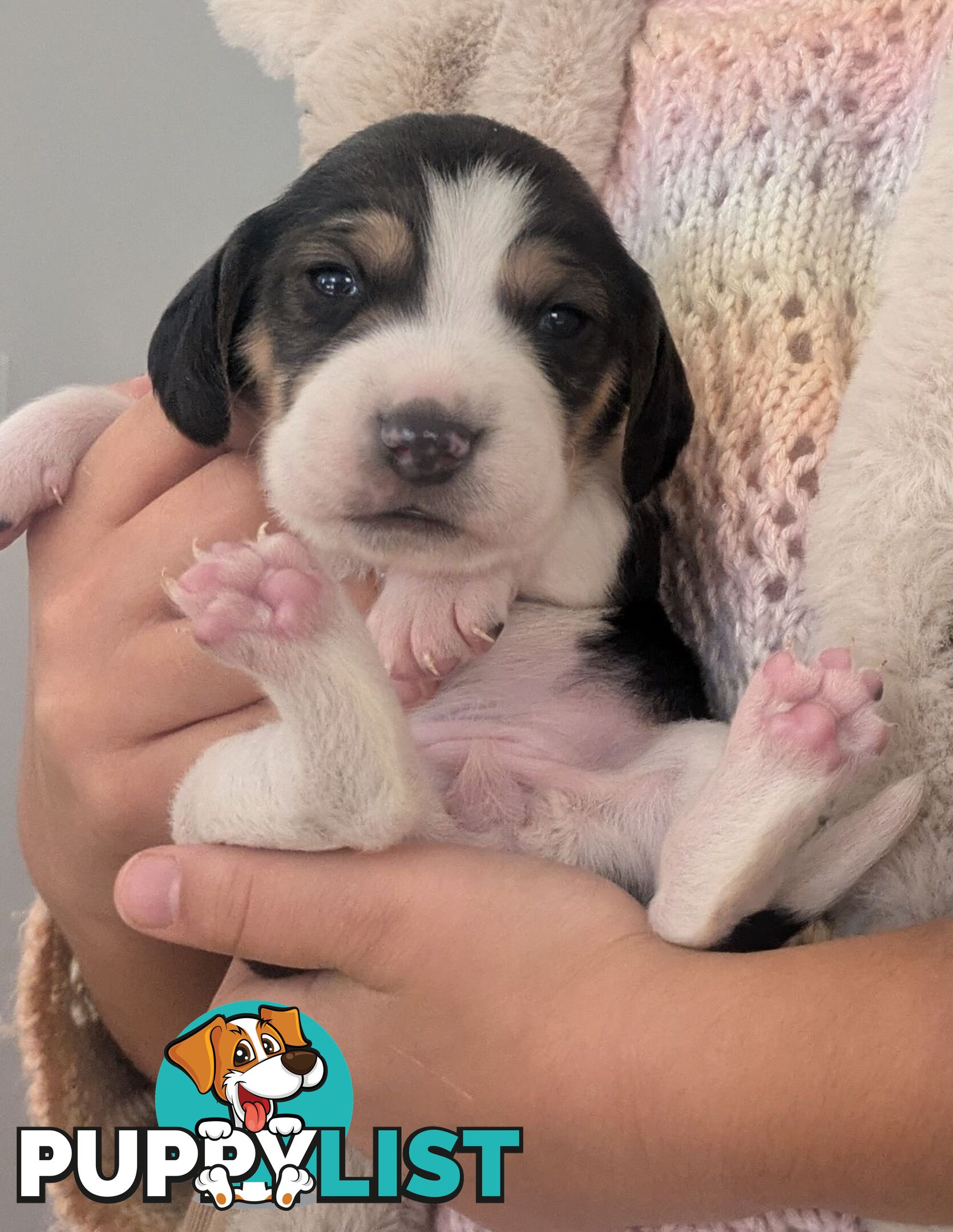 Beagle X Harrier Hound Puppy