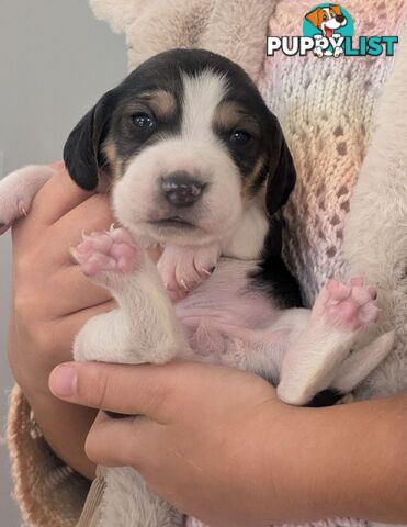 Beagle X Harrier Hound Puppy