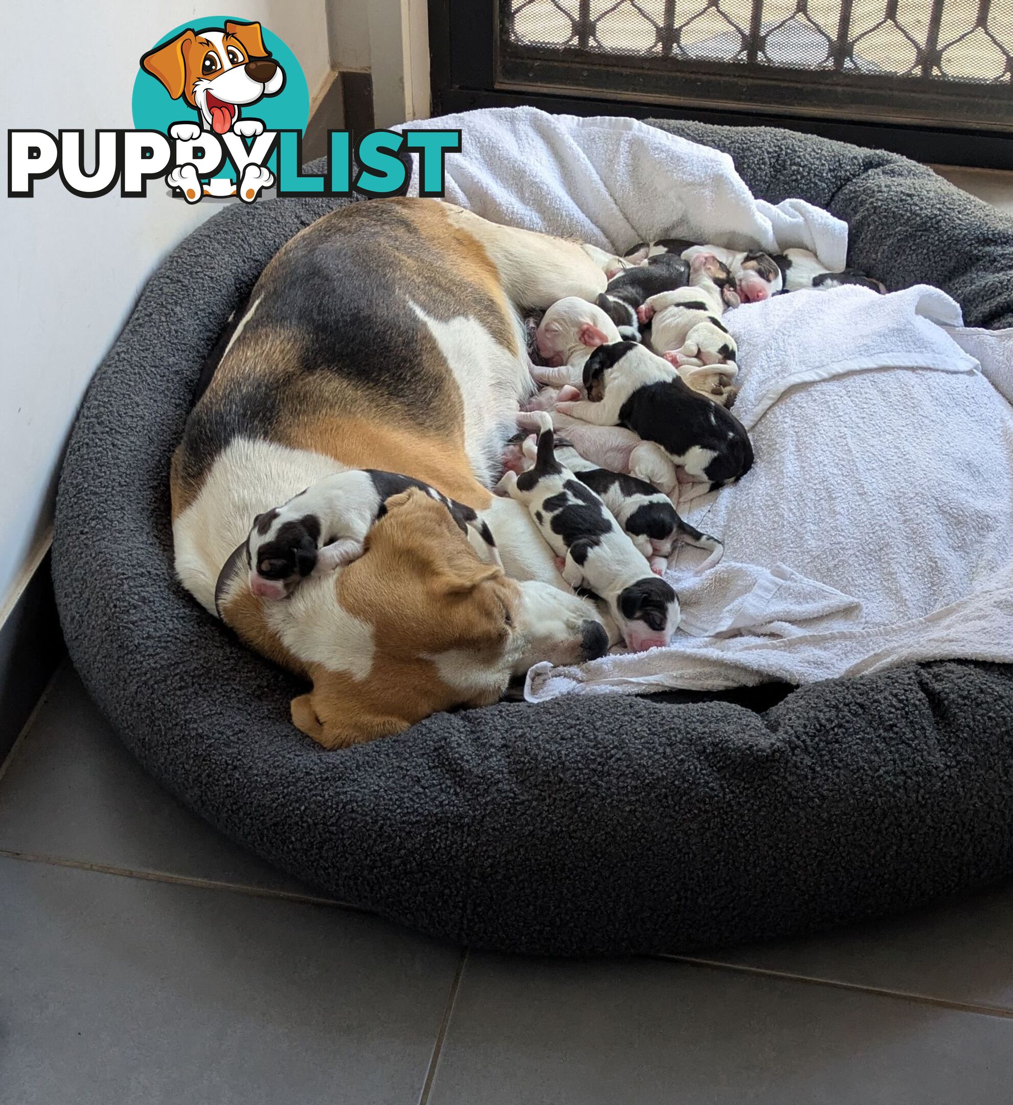 Beagle X Harrier Hound Puppy
