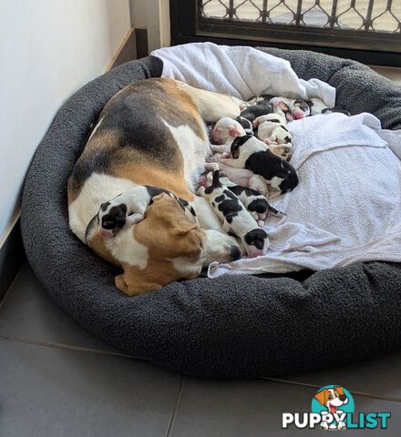 Beagle X Harrier Hound Puppy