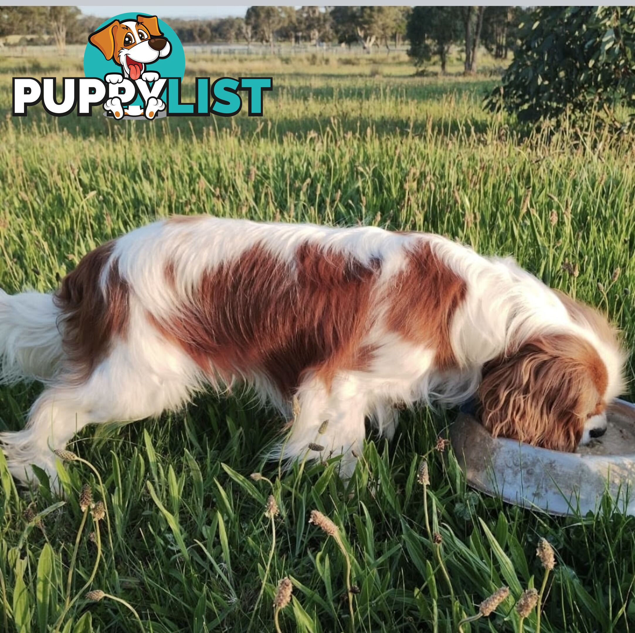 Pure breed King Charles Cavalier Spaniel puppies