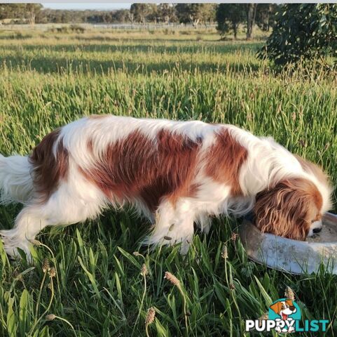 Pure breed King Charles Cavalier Spaniel puppies