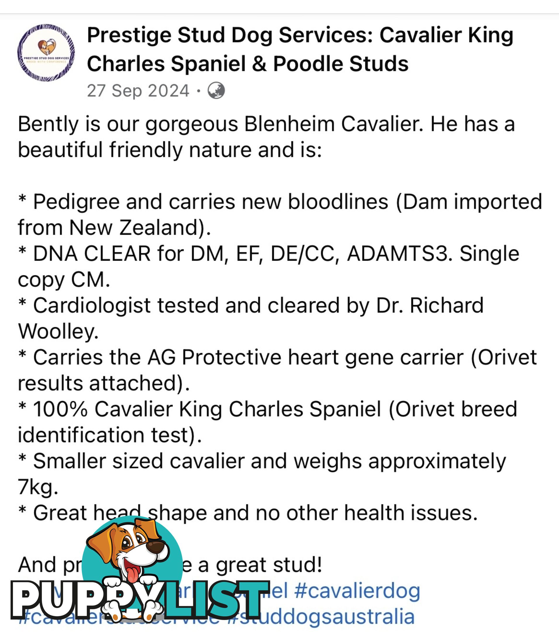 Pure breed King Charles Cavalier Spaniel puppies