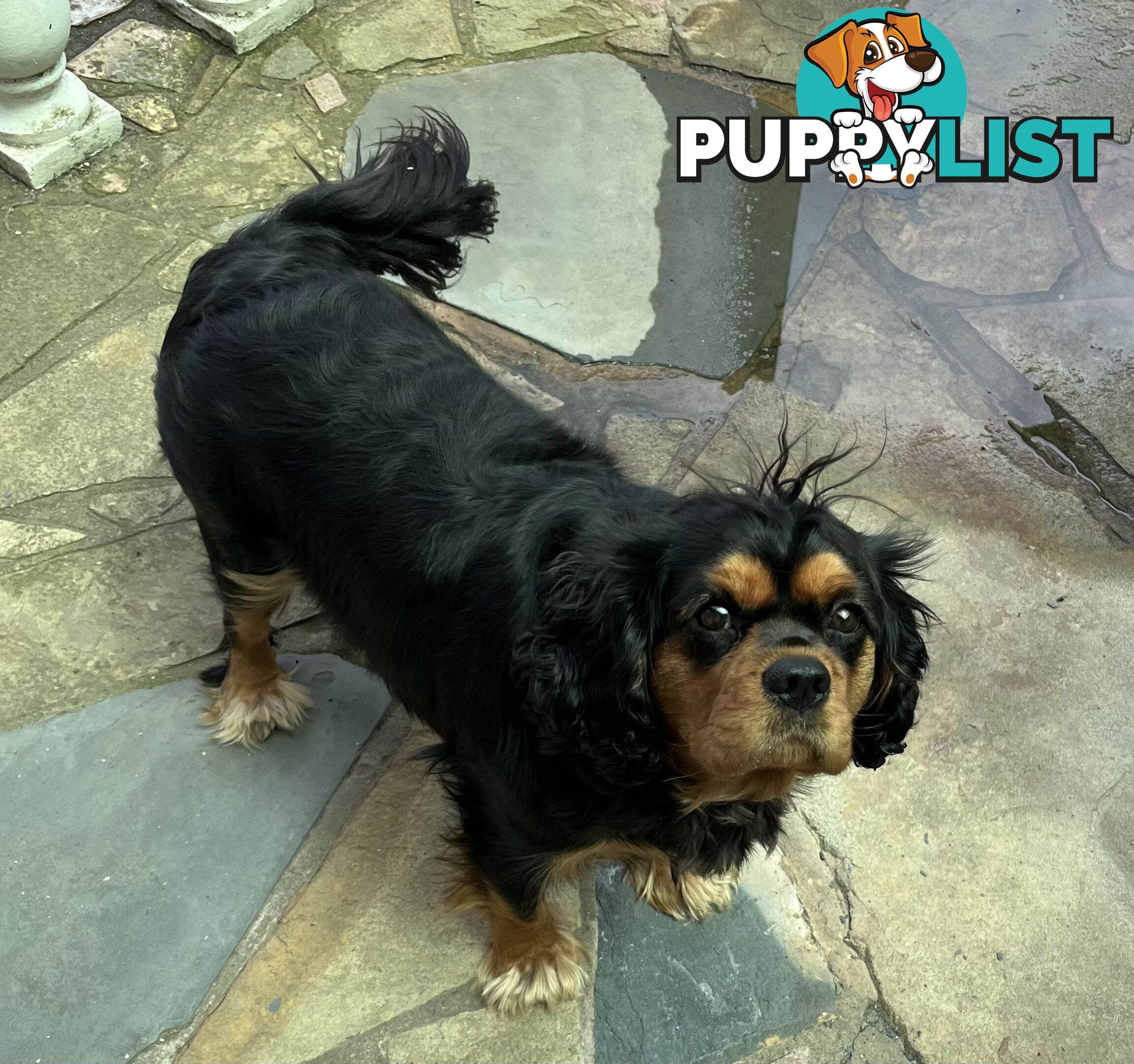 Pure breed King Charles Cavalier Spaniel puppies