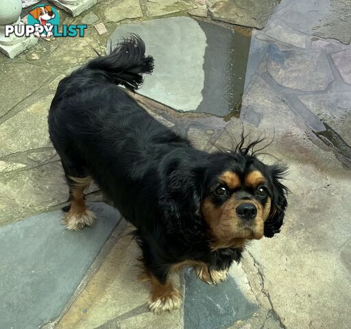 Pure breed King Charles Cavalier Spaniel puppies