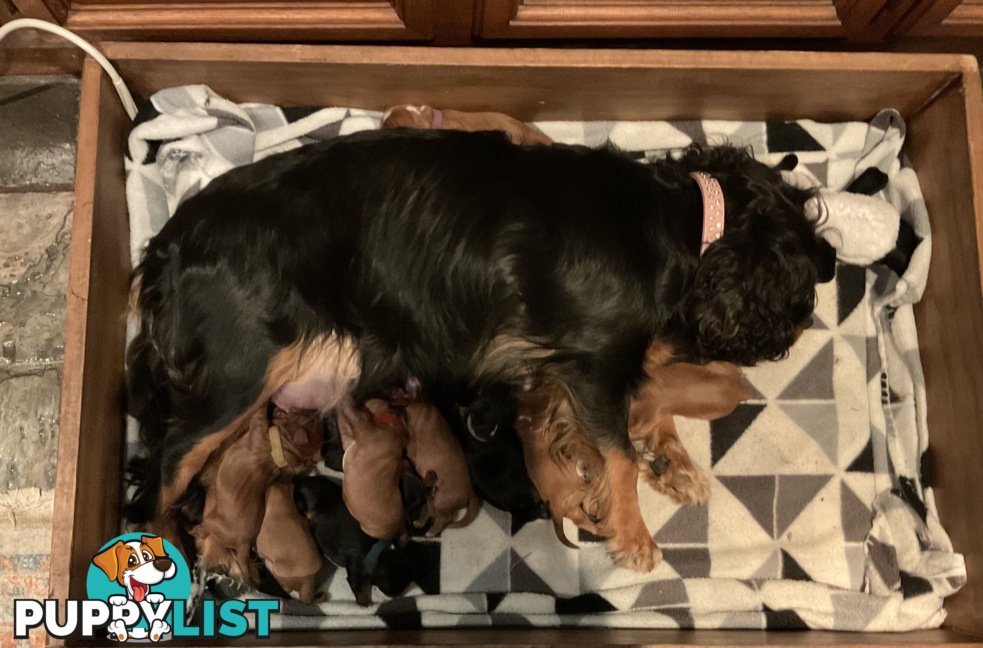 Pure breed King Charles Cavalier Spaniel puppies