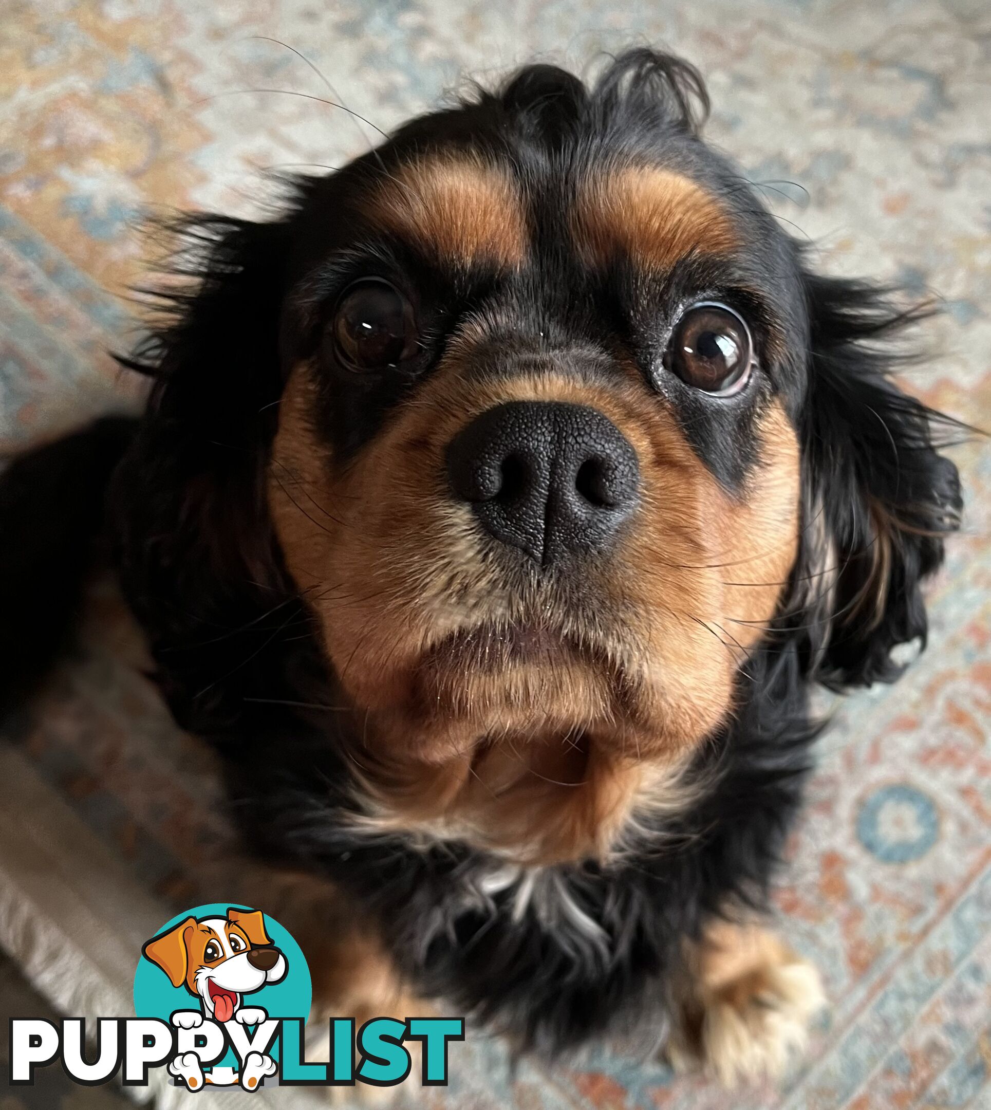 Pure breed King Charles Cavalier Spaniel puppies