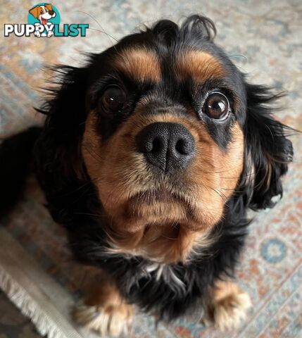 Pure breed King Charles Cavalier Spaniel puppies