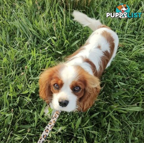 Pure breed King Charles Cavalier Spaniel puppies