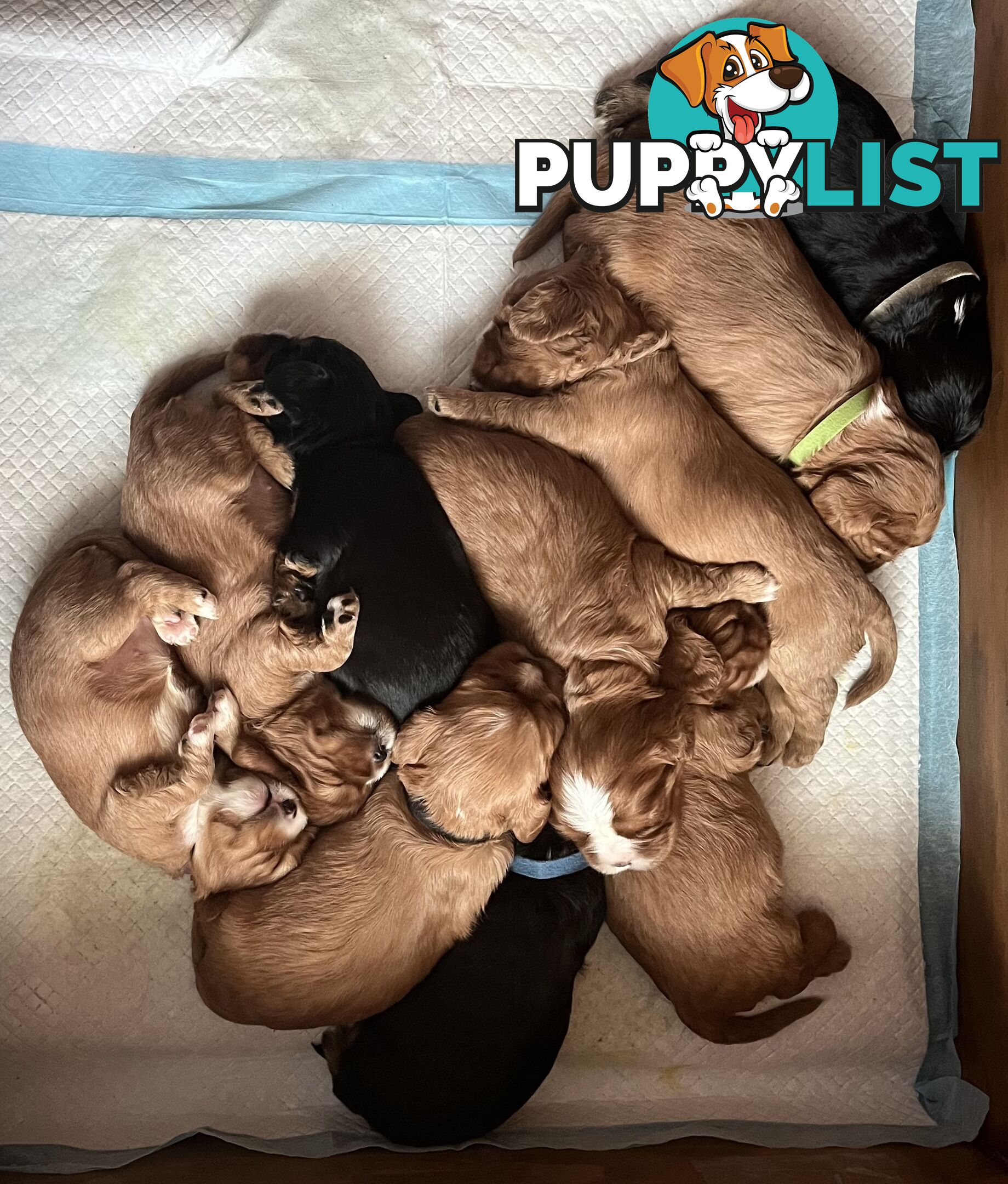Pure breed King Charles Cavalier Spaniel puppies