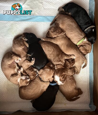 Pure breed King Charles Cavalier Spaniel puppies