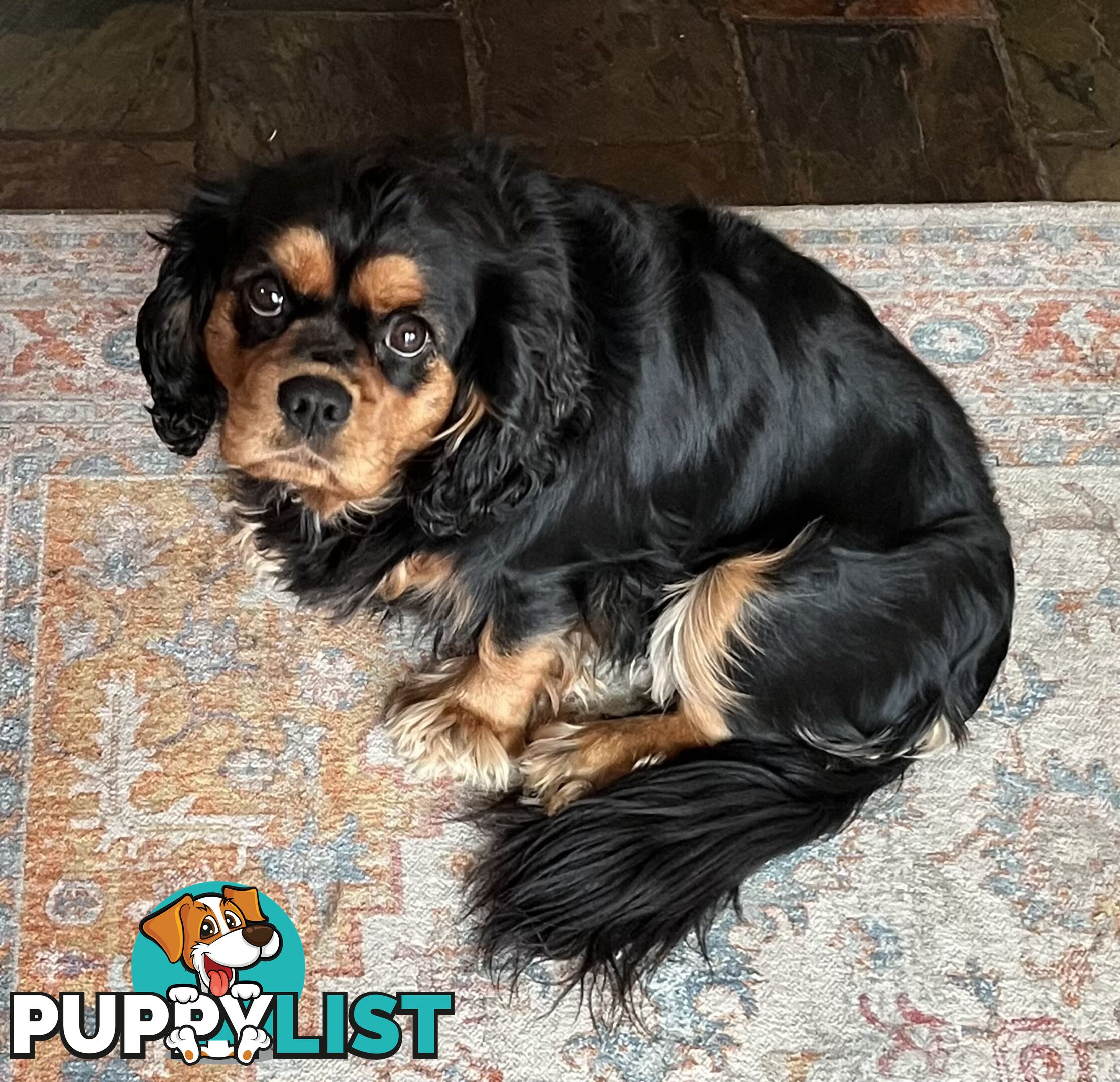 Pure breed King Charles Cavalier Spaniel puppies