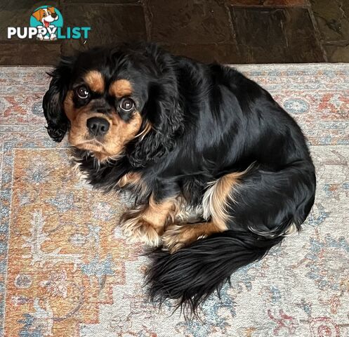Pure breed King Charles Cavalier Spaniel puppies