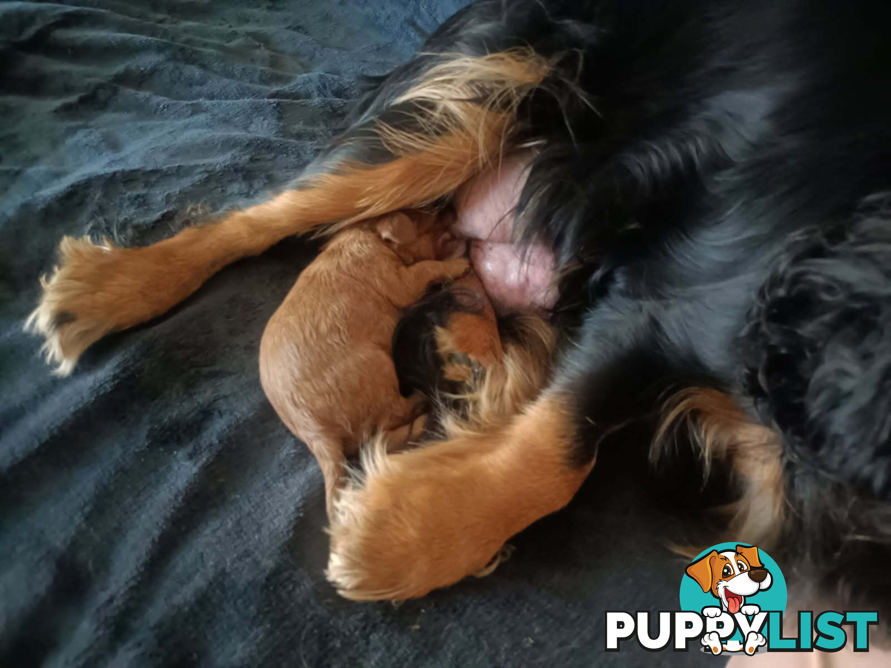 Pure breed King Charles Cavalier Spaniel puppies