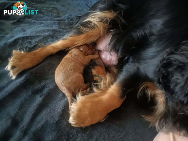 Pure breed King Charles Cavalier Spaniel puppies