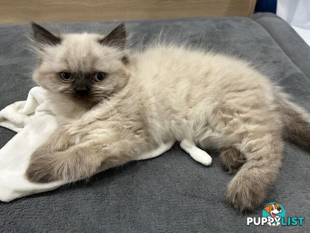 Purebred British longhair/Shorthair Kitten