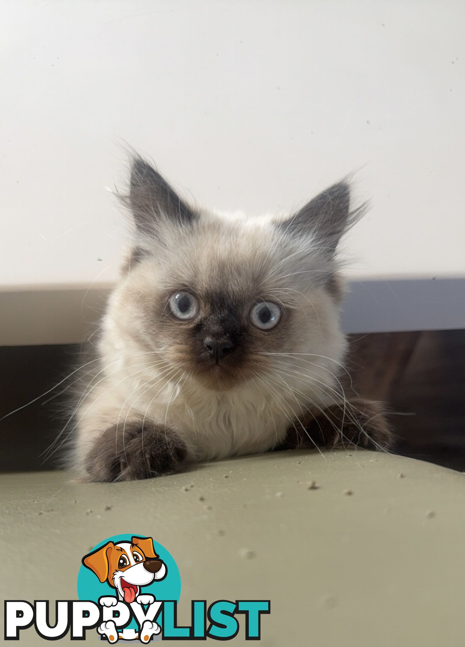 Purebred British longhair/Shorthair Kitten