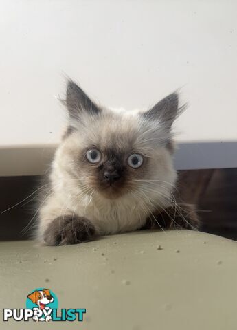 Purebred British longhair/Shorthair Kitten