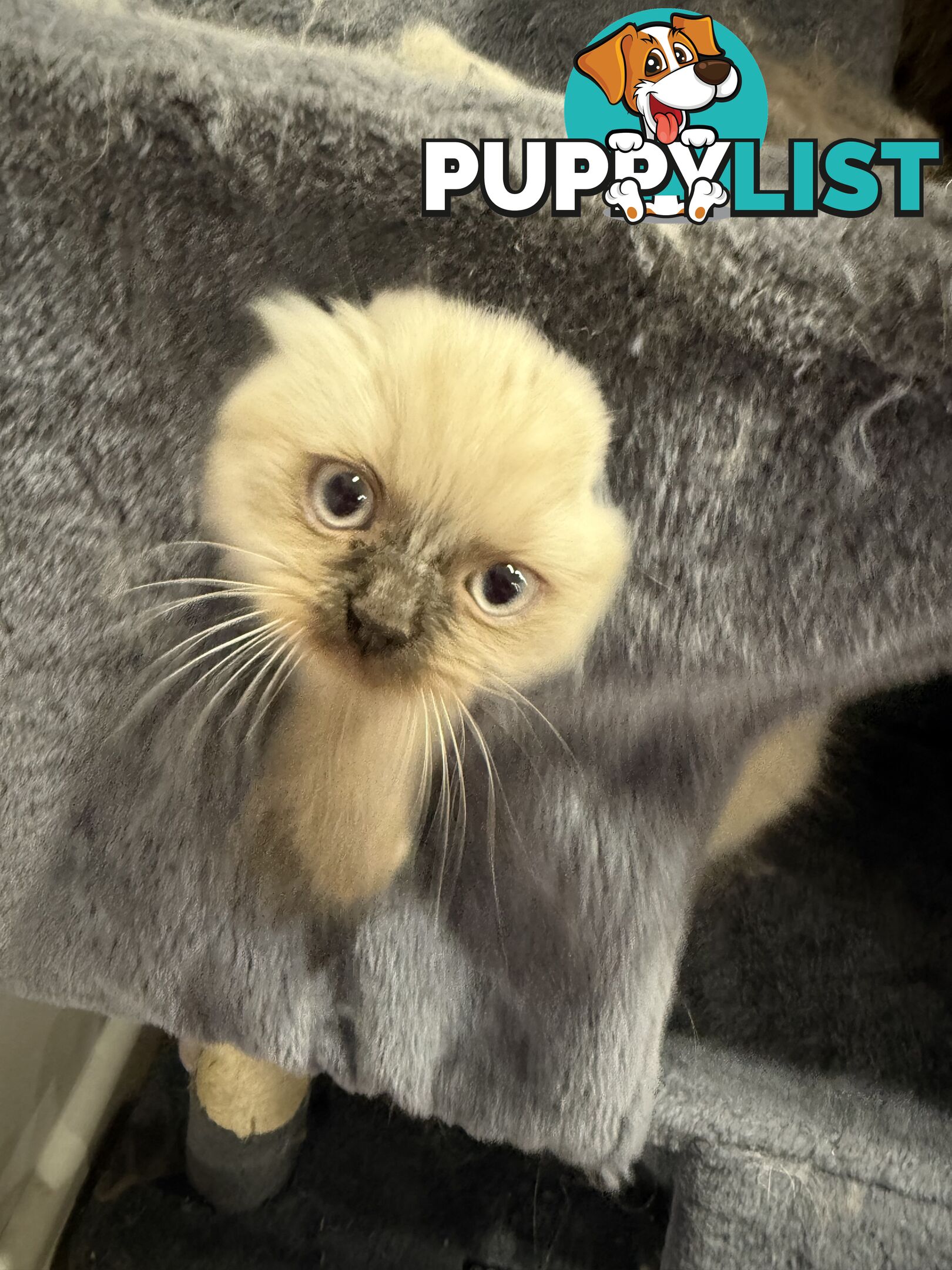 Purebred British longhair/Shorthair Kitten