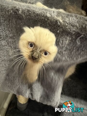 Purebred British longhair/Shorthair Kitten